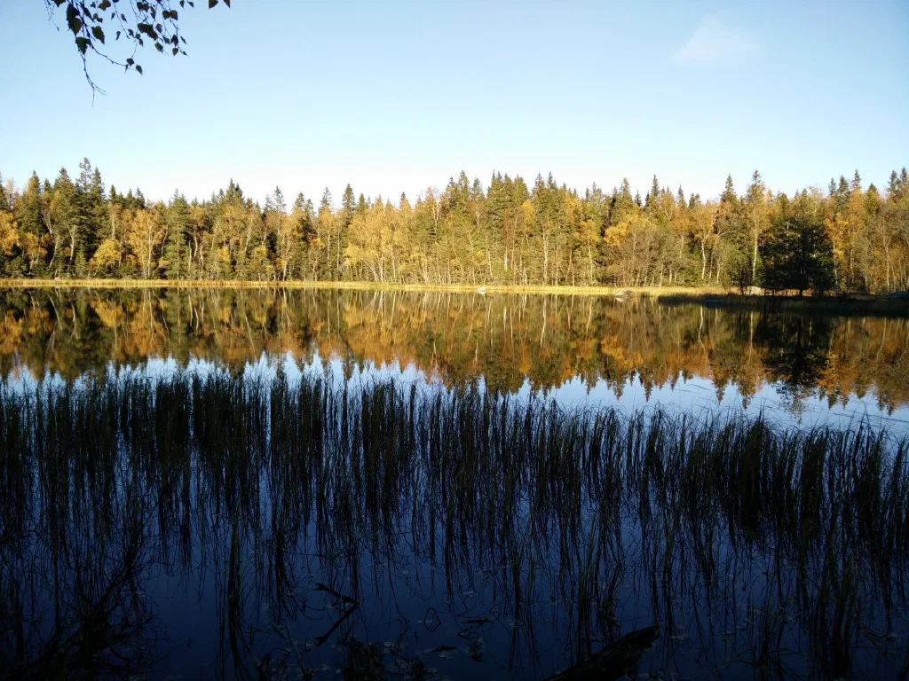Vikarskat
